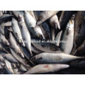 frozen fresh pacific mackerel for sale